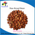 Wholesale price raw broad bean price,organic broad bean price